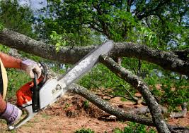 Seasonal Cleanup in Santa Fe, TX